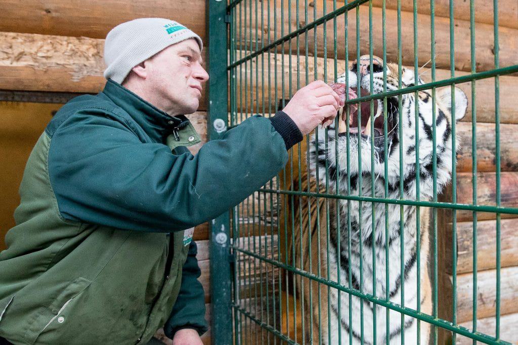 Während Tiger „Alex“ das Maul aufreißt, um sich seinen Fleisch- Leckerbissen zu holen, schaut sich Tierpﬂeger Jens Pradel Rachen und  Zähne der Raubkatze aus nächster Nähe an. Foto: Wildpark Lüneburger Heide/Thomas Ix