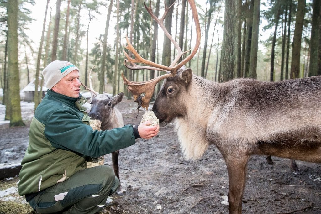 Auch die Rentiere lassen sich gern mit Futter - hier mit getrocknetem Moos, ihrer Lieblingsspeise - locken und aus der Nähe betrachten. Ein  vertrautes Verhältnis zwischen Mensch und Tier ist hier wichtig. Foto: Wildpark Lüneburger Heide/Thomas Ix