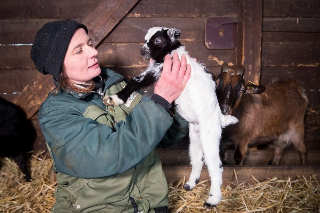 Bei den Zwergziegen im Streichelgehege hat sich Nachwuchs eingestellt – da schaut Tierpﬂegerin Silke Lohmann schon mal genauer hin. Foto: Wildpark Lüneburger Heide/Thomas Ix