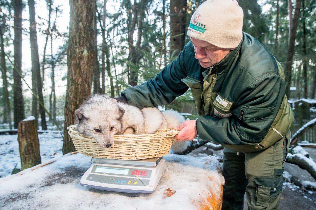 Geduldig lässt sich ein Polarfuchs von Tierpﬂeger Jens Pradel wiegen  – auch hier ist alles in Ordnung. Foto: Wildpark Lüneburger Heide/Thomas Ix