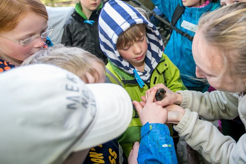Die Junior-Tierpfleger begutachten in den Ferien die ersten Osterküken. Foto: Wildpark/Thomas Ix