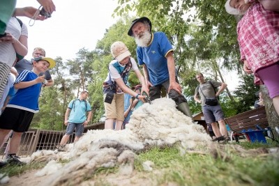 Wer ein bisschen Mut hat, darf dem Schafscherer im Wildpark Lüneburger Heide helfen, die Heidschnucken von der Winterwolle zu befreien. Foto: Wildpark/Thomas Ix