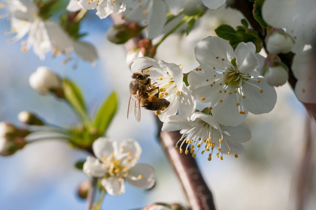 Bienen sind ein wichtiger Bestandteil der Landschaftspflege in der Lüneburger Heide. Im Wildpark gibt es Wissenswertes über die fleißigen Insekten. Foto: Wildpark/Thomas Ix