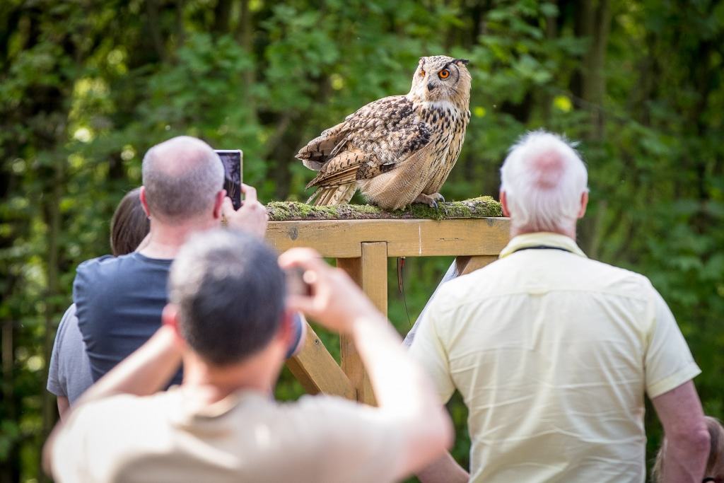 Bei der Flugvorfürhung „Jäger  der  Nacht“ sind Uhus und Eulen die Stars. Hier bekommt jeder sein Foto!  Foto: Wildpark/Thomas Ix