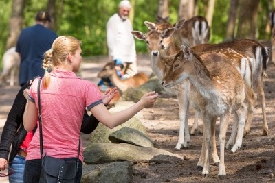 Beim Naturentdeckertag im Wildpark Lüneburger Heide geht es auf Tuchfühlung mit den heimischen Wildtieren. Foto: Wildpark/Thomas Ix