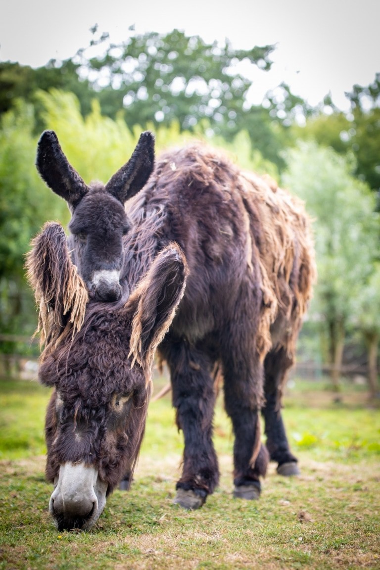 Ohrenvergleich: Das Hengst-Fohlen bringt es auf stattiche 25 Zentimeter Ohren-Länge. Mama Undine bringt es auf 40 Zentimeter. Foto: Adrian Fohl