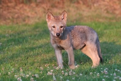 Als die kleine Wölfin gefunden wurde, war sie fast verhungert. Im Wildpark hat sie ordentlich zugelegt und jetzt Normalgewicht. Text und Fotos: Tanja Askani