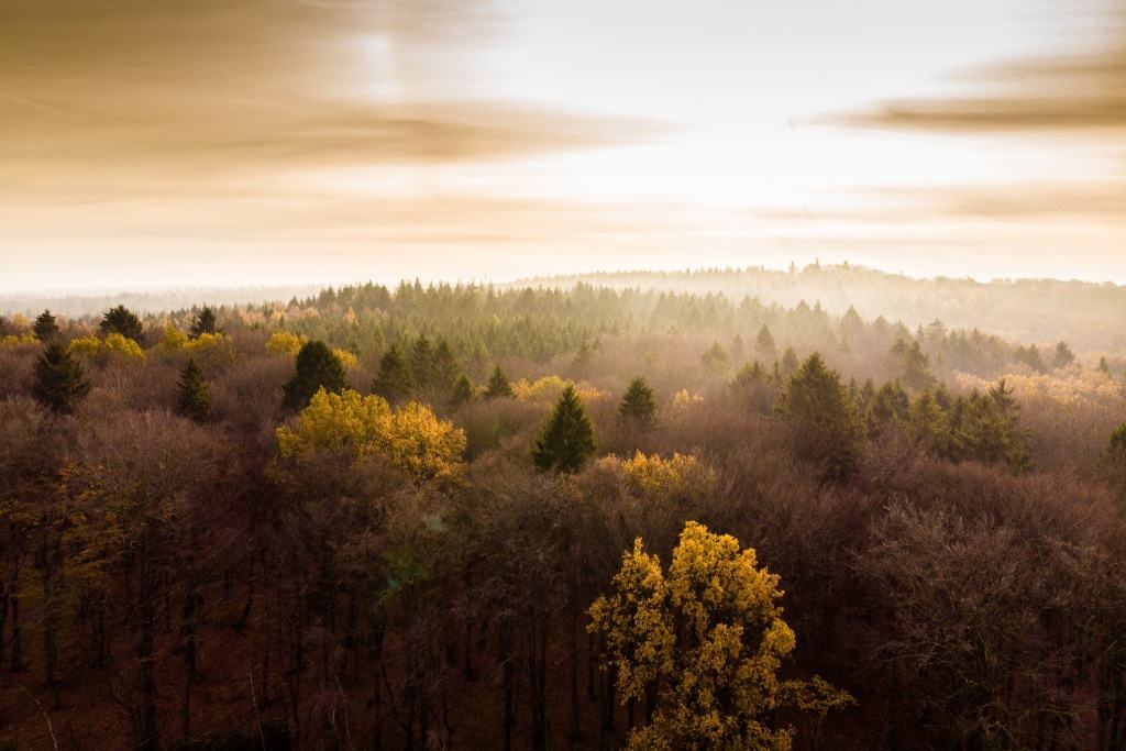 Naturerlebnis vom Feinsten: Auf solch eine Aussicht auf den Ahrwald können sich die Besucher des Baumwipfelpfades freuen. Foto: Adrian Fohl