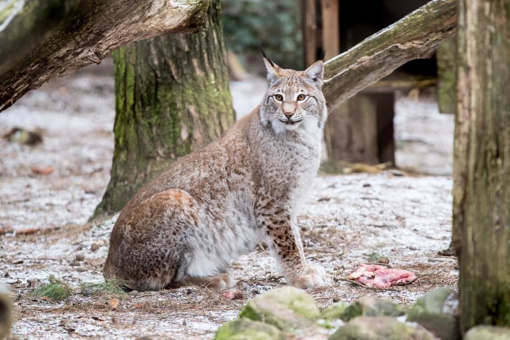 Luchsdame „Olsa“ wurde im Wildpark auf eine Wilddiät gesetzt, um ihr die Eingewöhnung in ihr neues Zuhause zu erleichtern. Foto: Wildpark/Thomas Ix