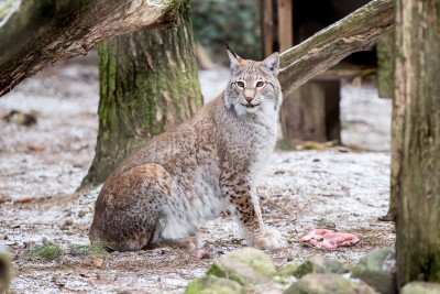 Luchsdame „Olsa“ wurde im Wildpark auf eine Wilddiät gesetzt, um ihr die Eingewöhnung in ihr neues Zuhause zu erleichtern. Foto: Wildpark/Thomas Ix