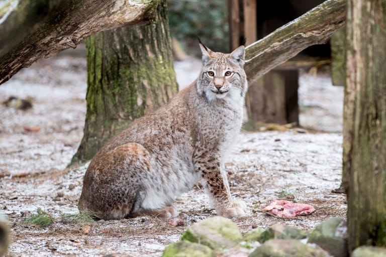 Luchsdame „Olsa“ wurde im Wildpark auf eine Wilddiät gesetzt, um ihr die Eingewöhnung in ihr neues Zuhause zu erleichtern. Foto: Wildpark/Thomas Ix