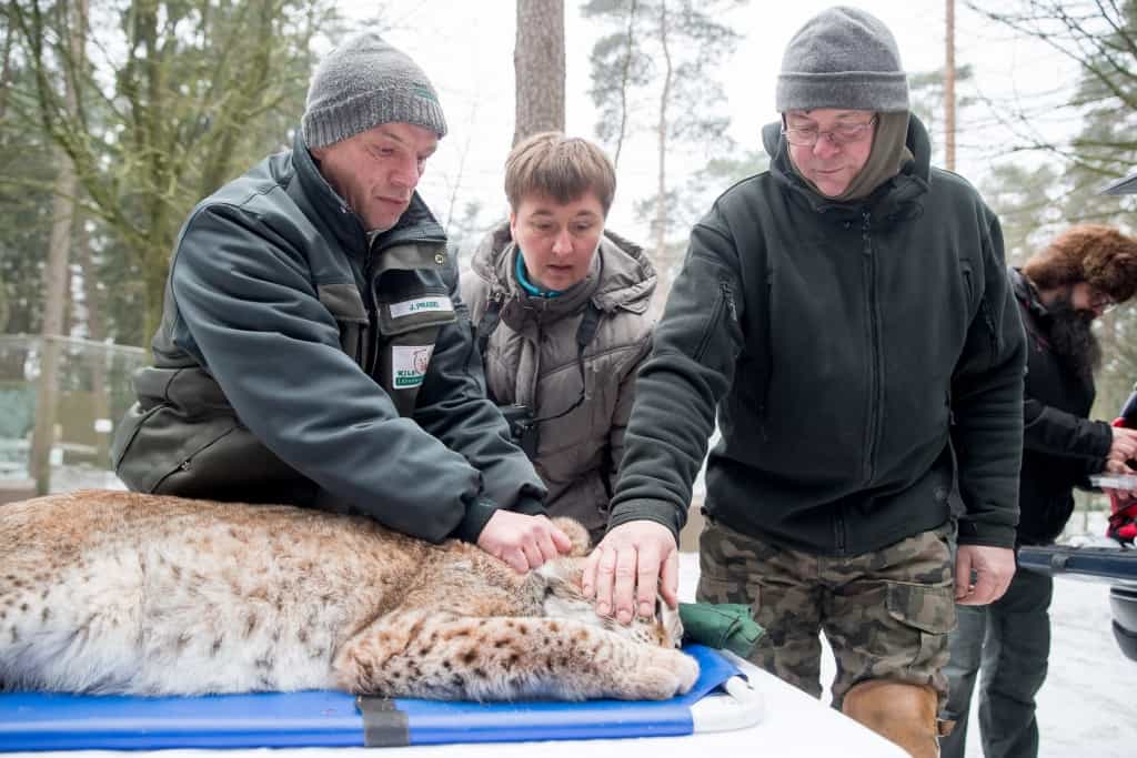 Der polnische Projektleiter des Wiederauswilderungsprogramms Maciej Tracz (rechts) und Wildpark-Tierpfleger Jens Pradel begutachten die betäubte Luchsdame. Foto: Wildpark/Thomas Ix