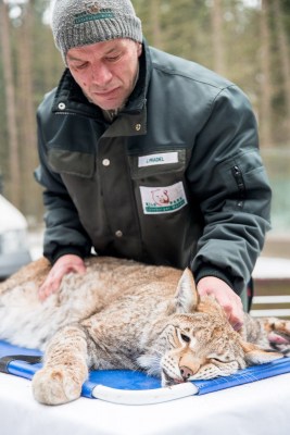 Tierpfleger Jens Pradel überwacht Herztöne, Atmung und die Reaktionen von „Olsa“ während der unvermeidlichen Betäubung. Foto: Wildpark/Thomas Ix