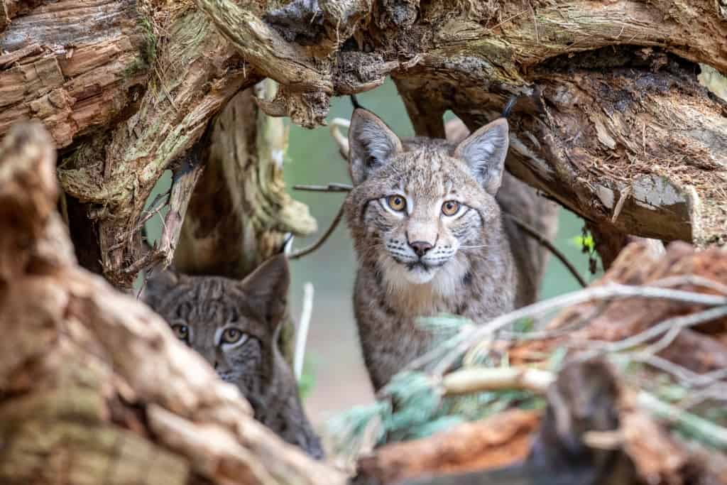 „Olsa“ und ihr Begleiter als Jungtiere im Wildpark Lüneburger Heide. Foto: Wildpark/Adrian Fohl
