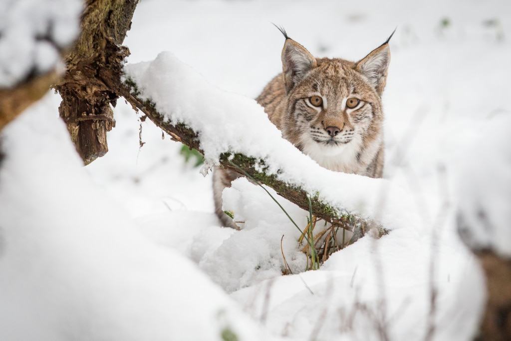 Mit ihrem dichten Fell sind Luchse gegen winterliche Temperaturen bestens gewappnet. Foto: Wildpark/Thomas Ix