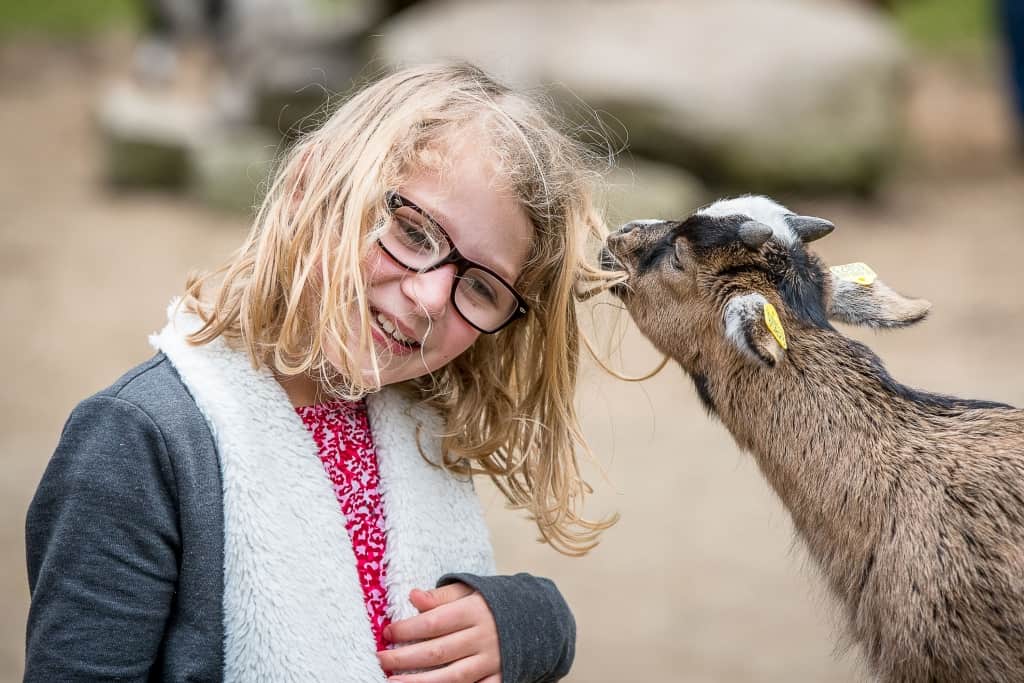 Keine Berührungsängste: Die Zwergziegen im Streichelgehege knabbern gerne alles an. Am liebsten mögen Sie natürlich das Wildpark-Futter. Foto: Wildpark/Thomas Ix