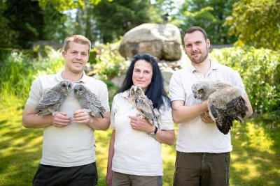 Wildpark-Falkner Michael Kirchner (links) mit zwei Waldkäuzen, Elke Siebert mit einer Waldohreule und Lukas Feyen mit einem Uhu. Die Wald- käuze sind im Wildpark geschlüp1, Eule und Uhu sind Findelkinder, die aus dem Nest gefallen sind und jetzt in der Greifvogel-Auﬀangsta+on von Hand aufgezogen und auf eine Auswilderung vorbereitet werden. Foto: Adrian Fohl