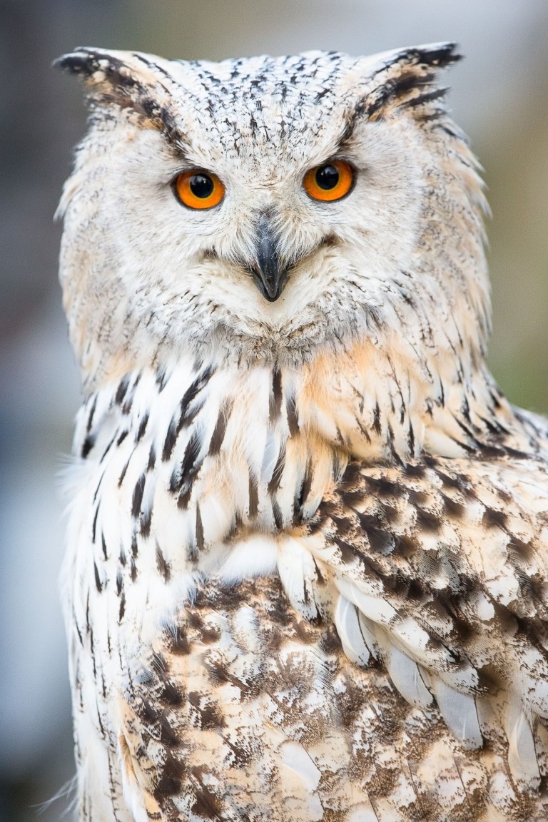 Uhus und Eulen sind die Stars bei der Greifvogelvorführung "Jäger der Nacht", die am 20. Juli bei der "Wildpark Sommernacht" steigt. Foto: Thomas Ix