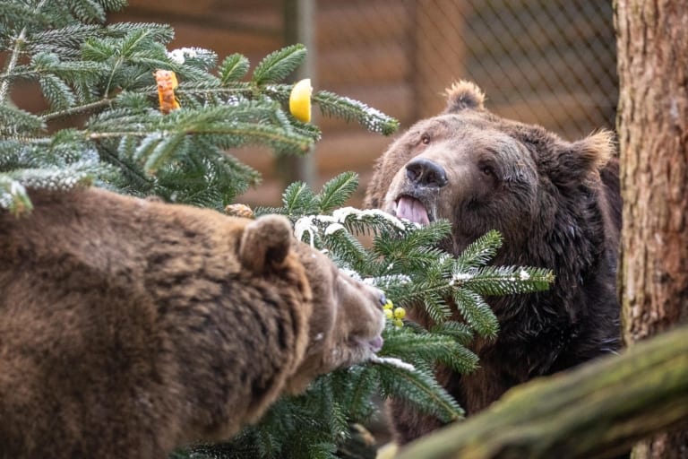 Auch Teddy lässt sich nicht zweimal bitten und macht sich über die Sahne her. Text & Fotos: Wildpark / Thomas Ix