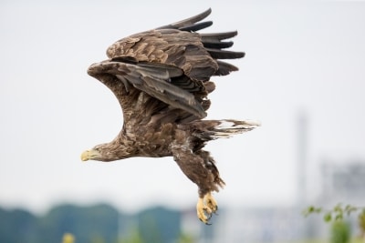 … um sich dann mit zwei, drei kräftigen Flügelschlägen in die Luft zu erheben… Text & Fotos: Wildpark/Thomas Ix