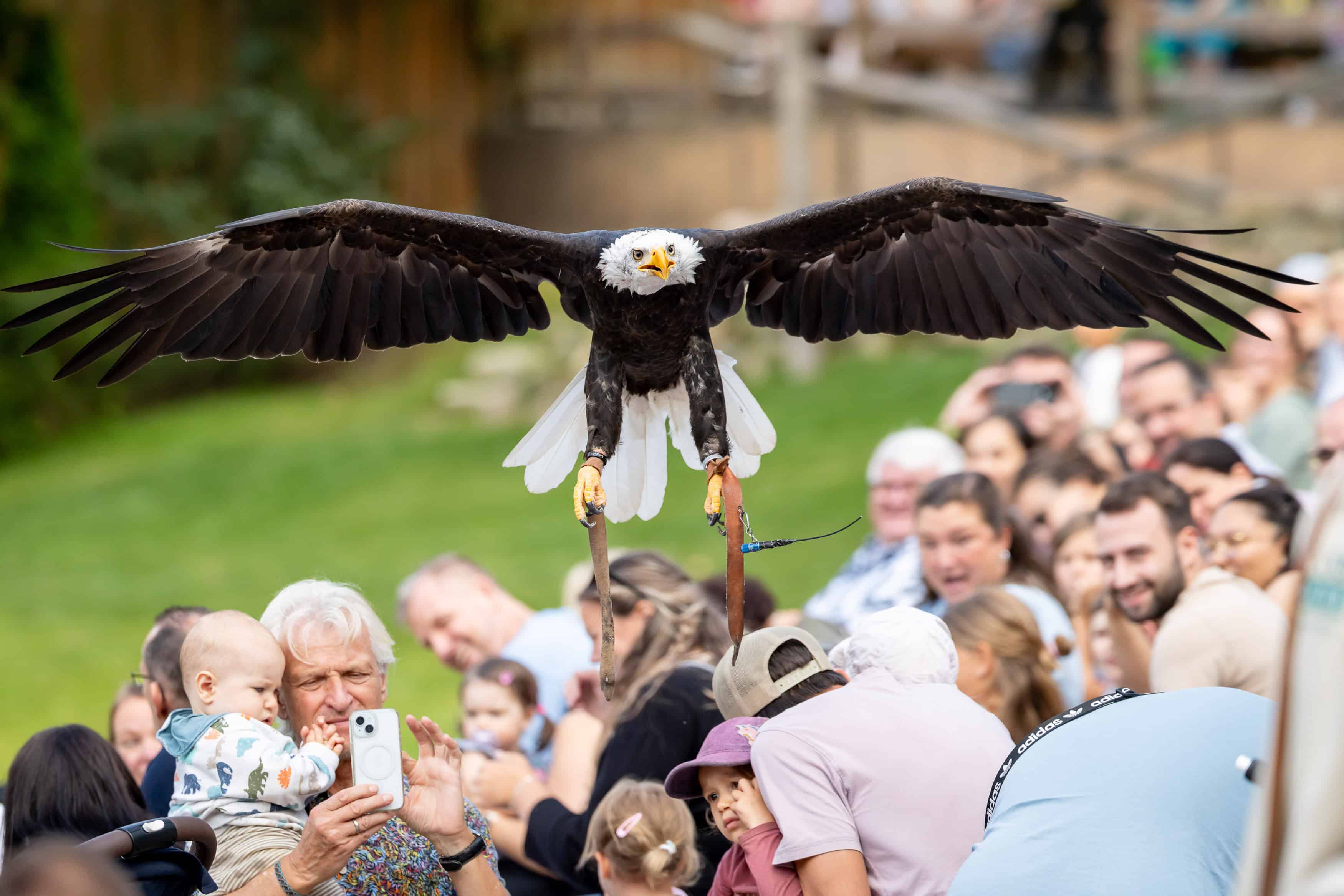 Beliebt beim Publikum wie eh und je: Die spektakuläre
Greifvogel-Flugshow im Wildpark Lüneburger Heide.