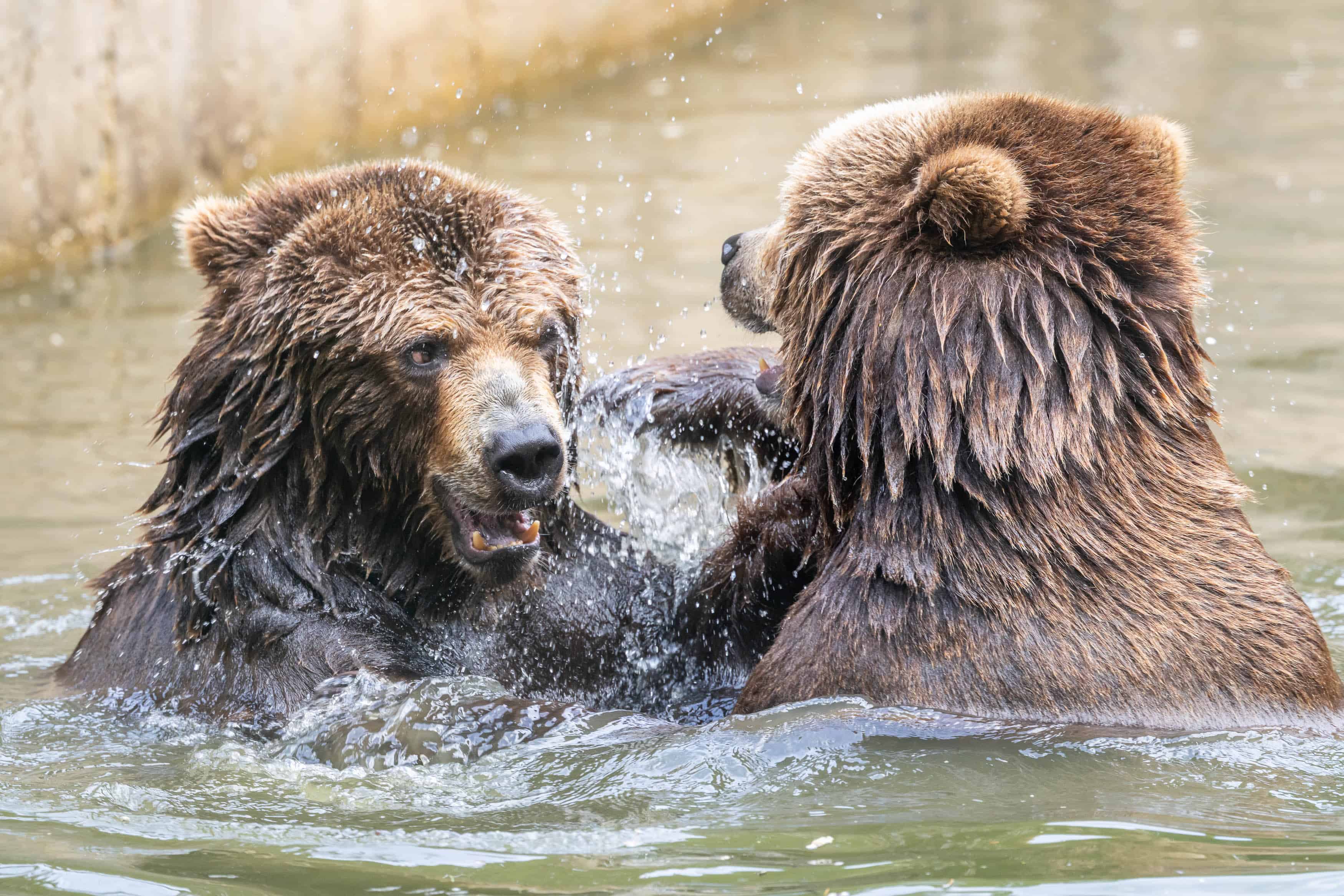 Jetzt im Sommer nehmen die Kamtschatka-Bärenbrüder ein
erfrischendes Bad im Wassergraben der Bärenanlage und
toben ausgelassen.