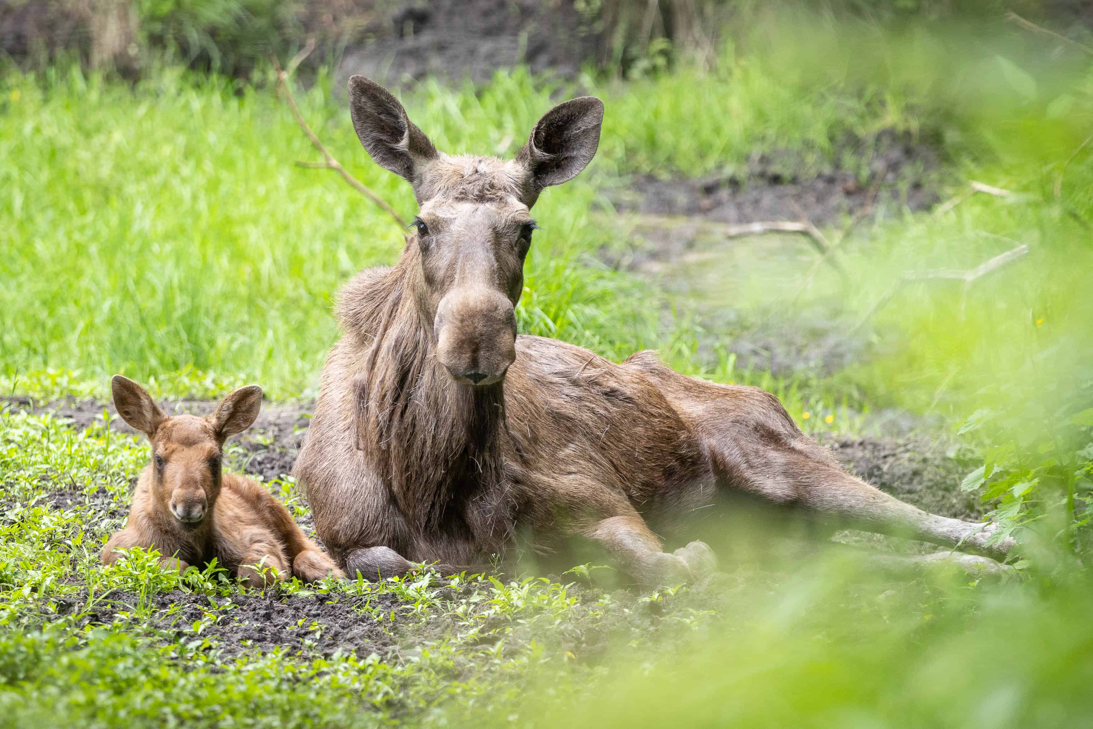 Die Jungtier-Zeit ist eine der schönsten Abschnitte im Jahresverlauf. Auf dem Foto: Elchdame „Synne“ mit ihrem süßen Nachwuchs.