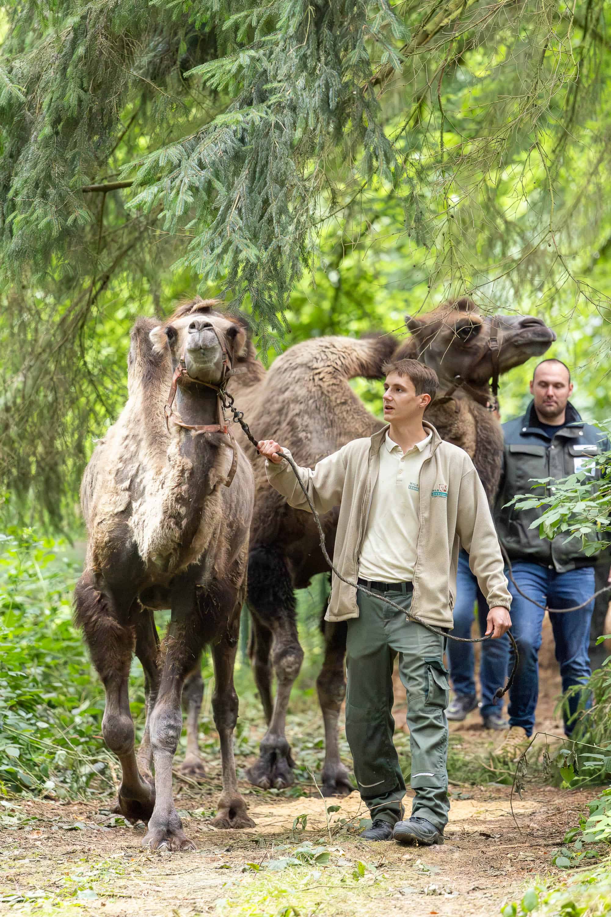 Sanft, aber mit beeindruckender Präsenz präsentieren sich die Trampeltiere Günther und Jochen. Hier werden sie von Wildpark-Tierpflegern in ihr neues Zuhause geführt.