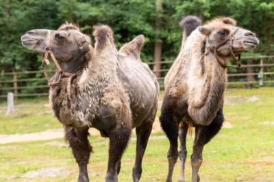 Jochen und Günter befinden sich derzeit mitten im natürlichen Fellwechsel und sehen deshalb derzeit ein wenig „zerrupft“ aus.