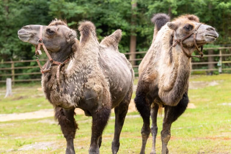 Jochen und Günter befinden sich derzeit mitten im natürlichen Fellwechsel und sehen deshalb derzeit ein wenig „zerrupft“ aus.