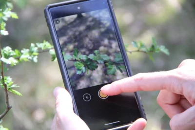 Fotos als Grundlage zur Pflanzenbestimmung per App, im Bild der Eingrifflige Weißdorn, Crataegus monogyna. Bildrechte: M. Milad/NNA