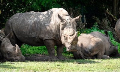 Breitmaulnashorn Doris (M.) am 28.06.2019 im Serengeti-Park Hodenhagen Quelle: Serengeti-Park, Hodenhagen