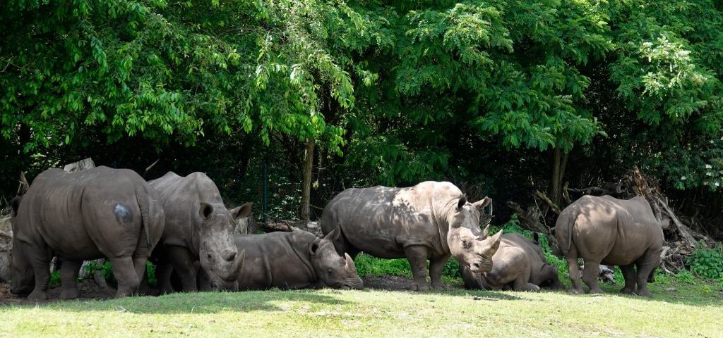 Breitmaulnashorn Doris (3. v.r.) am 28.06.2019 im Serengeti-Park Hodenhagen Quelle: Serengeti-Park Hodenhagen