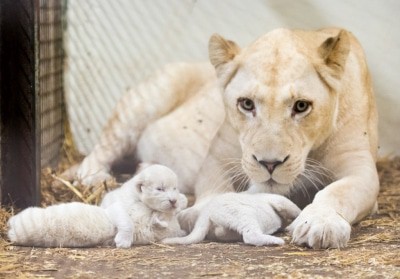 Am 23.09.2016 sind die Weißen Löwenbabys im Serengeti-Park geboren. Quelle: Serengeti-Park Hodenhagen