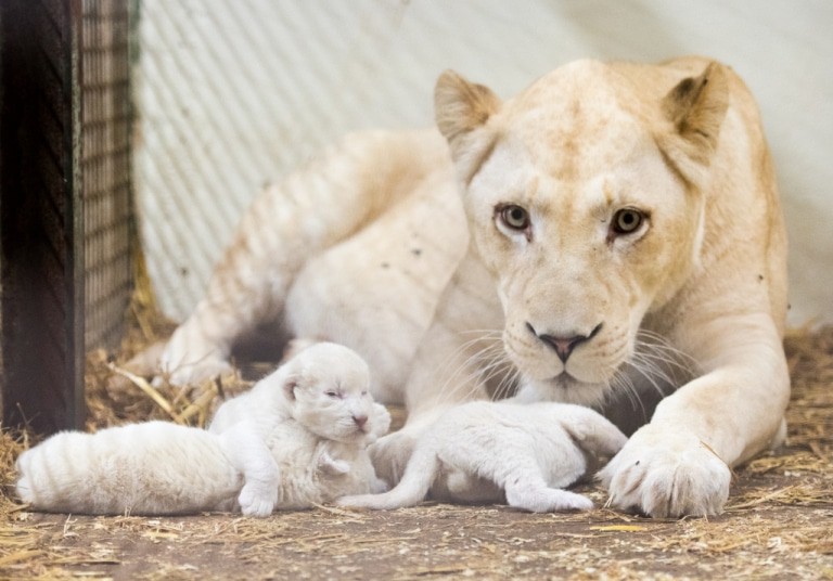 Am 23.09.2016 sind die Weißen Löwenbabys im Serengeti-Park geboren. Quelle: Serengeti-Park Hodenhagen