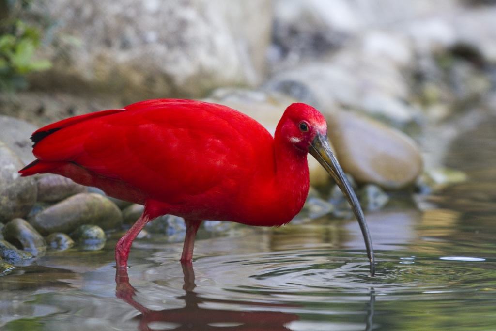 Der Rote Sichler lebt in der Freiflughalle. Foto: Weltvogelpark Walsrode