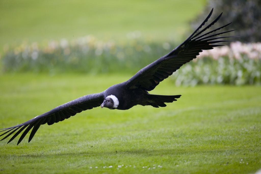 Andenkondor Foto: Weltvogelpark Walsrode