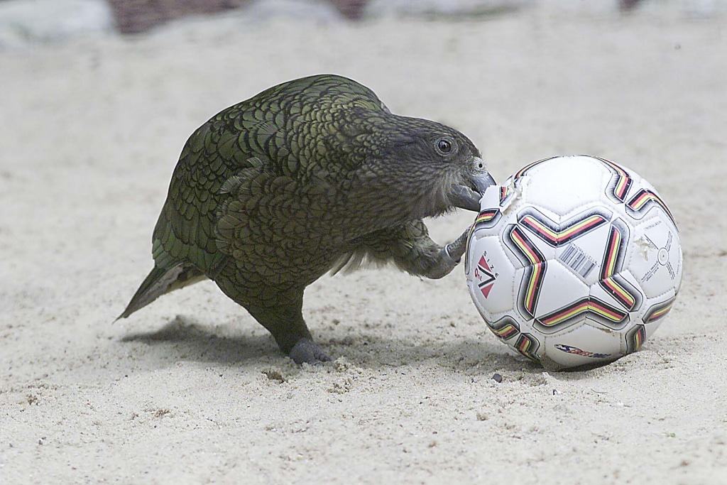 Die Keas kicken und koepfen was das Leder hergibt. Vor der Fussballweltmeisterschaft war schon mal im Vogelpark Walsrode Anstoss. Die Keas aus Neuseeland sind die schlaueste Papageienart der Welt. Foto: Weltvogelpark Walsrode