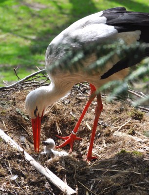 Storchenküken Foto: Weltvogelpark Walsrode