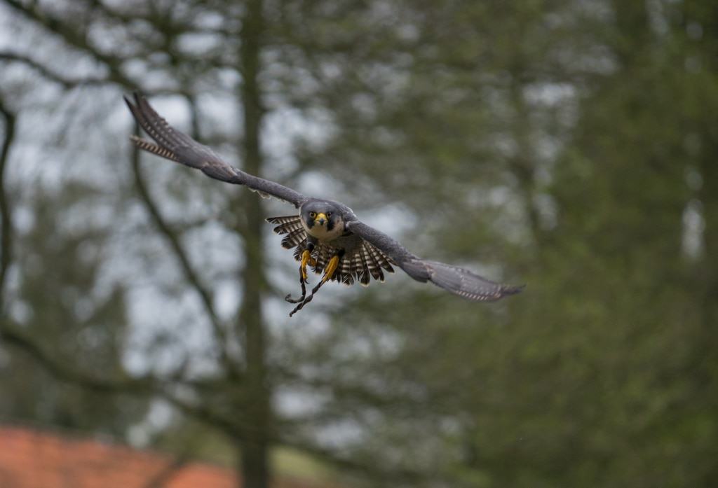 Wanderfalke Foto: Weltvogelpark Walsrode