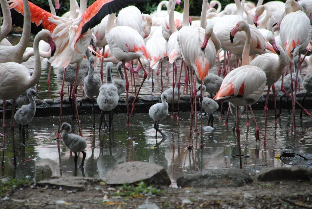 60 Küken wurden 2018 bei den Flamingos geboren. Foto: Weltvogelpark Walsrode