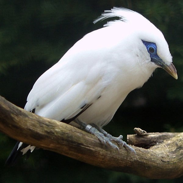 Balistar Foto: Weltvogelpark Walsrode
