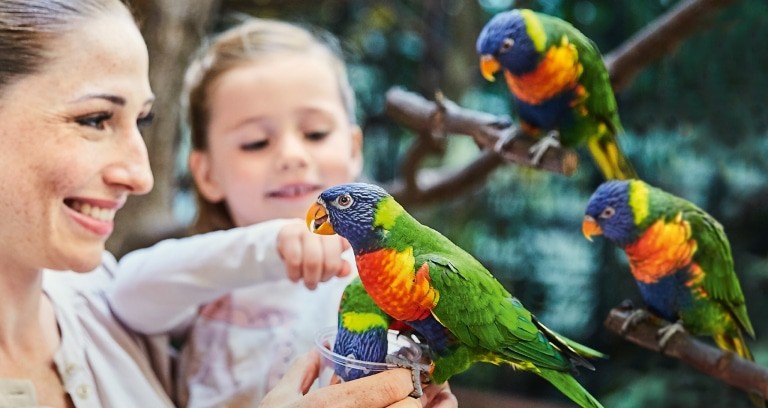 Loris in der australischen Erlebnislandschaft Toowoomba Foto: Weltvogelpark Walsrode