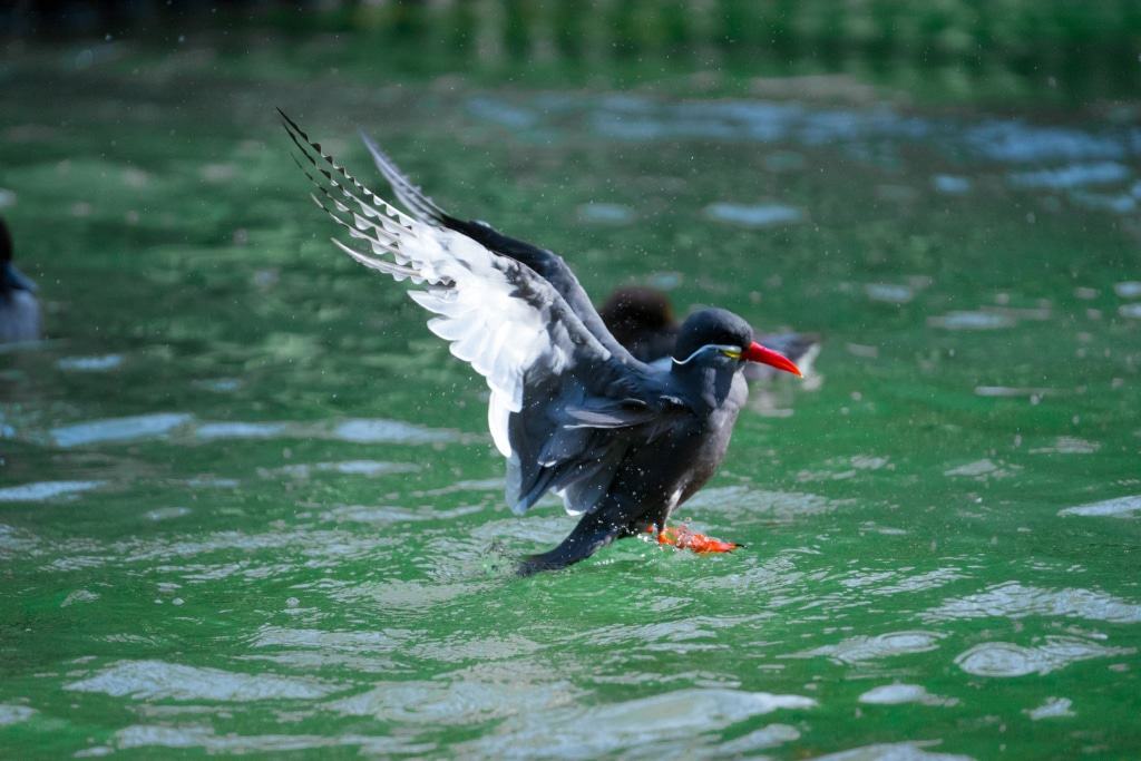Auch Inkaseeschwalben mögen die Abkühlung im Wasser. Foto: Weltvogelpark Walsrode