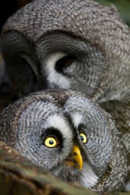 Bartkäuze Foto: Weltvogelpark Walsrode