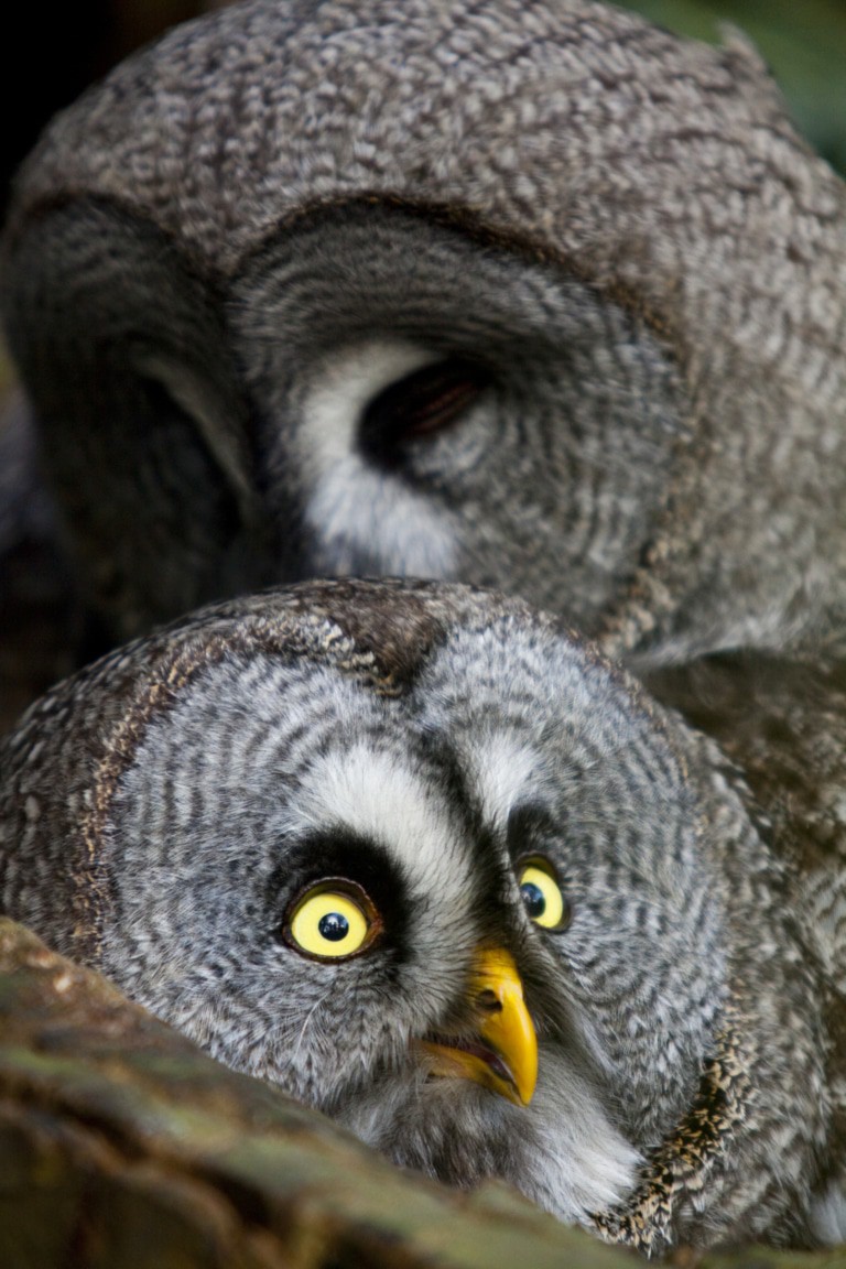 Bartkäuze Foto: Weltvogelpark Walsrode