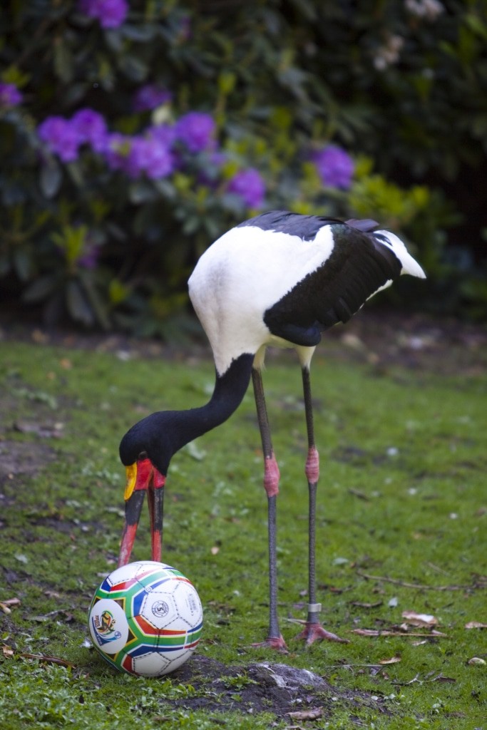 Sattelstorch Foto: Weltvogelpark Walsrode