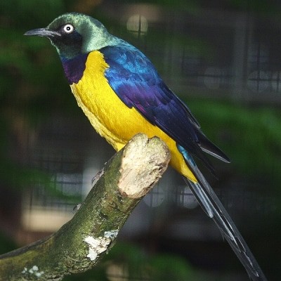 Königsglanzstar Foto: Weltvogelpark Walsrode