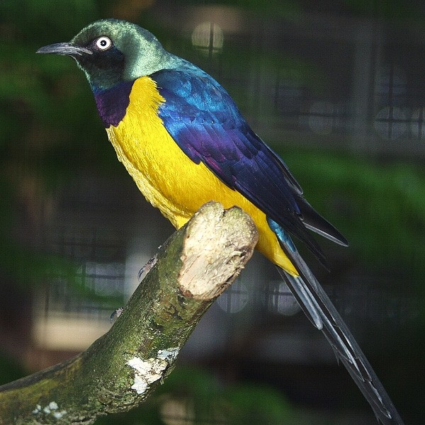 Königsglanzstar Foto: Weltvogelpark Walsrode
