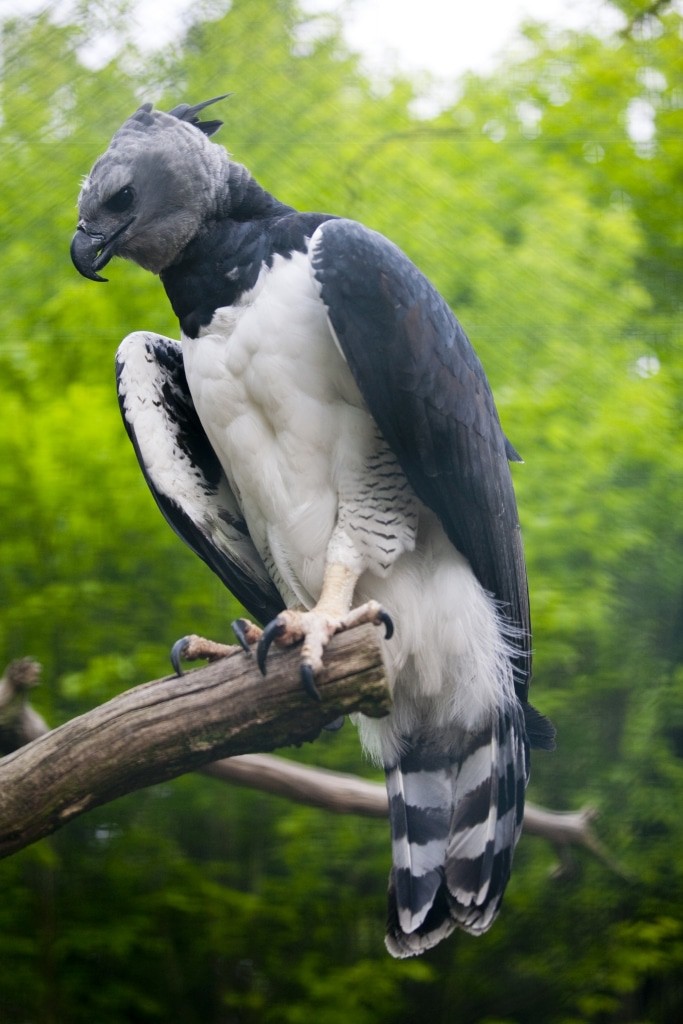 Harpyie Foto: Weltvogelpark Walsrode